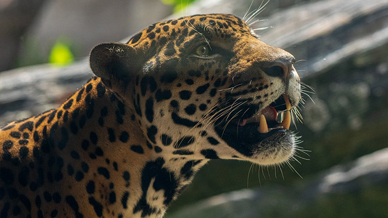 A close-up image of a jaguar with its distinctive spots and sleek fur, showcasing its powerful and majestic presence.