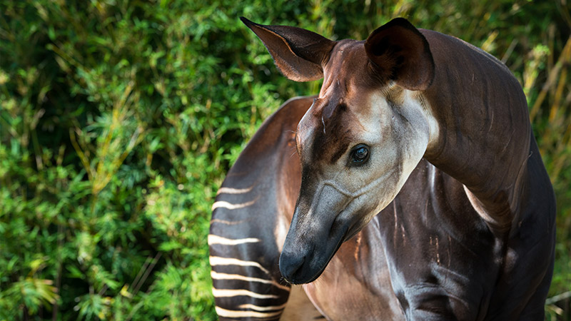 A close-up of a zebra with a long neck, showcasing its distinctive black and white stripes.